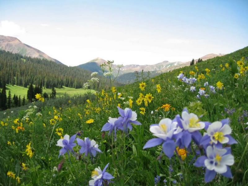Discover the Best Time to Experience Colorado’s Wildflower Spectacle