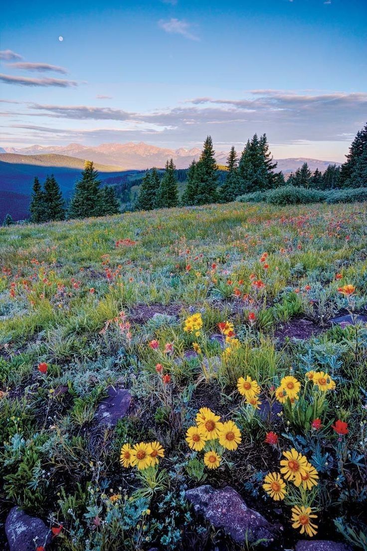 Discover the Colorful Beauty: When Do the Wildflowers Bloom in Colorado?