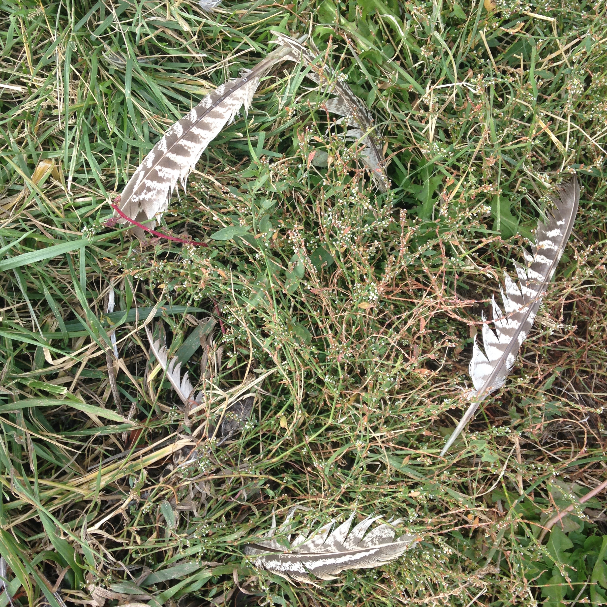 High-Alpine Wine, Low-Country Food