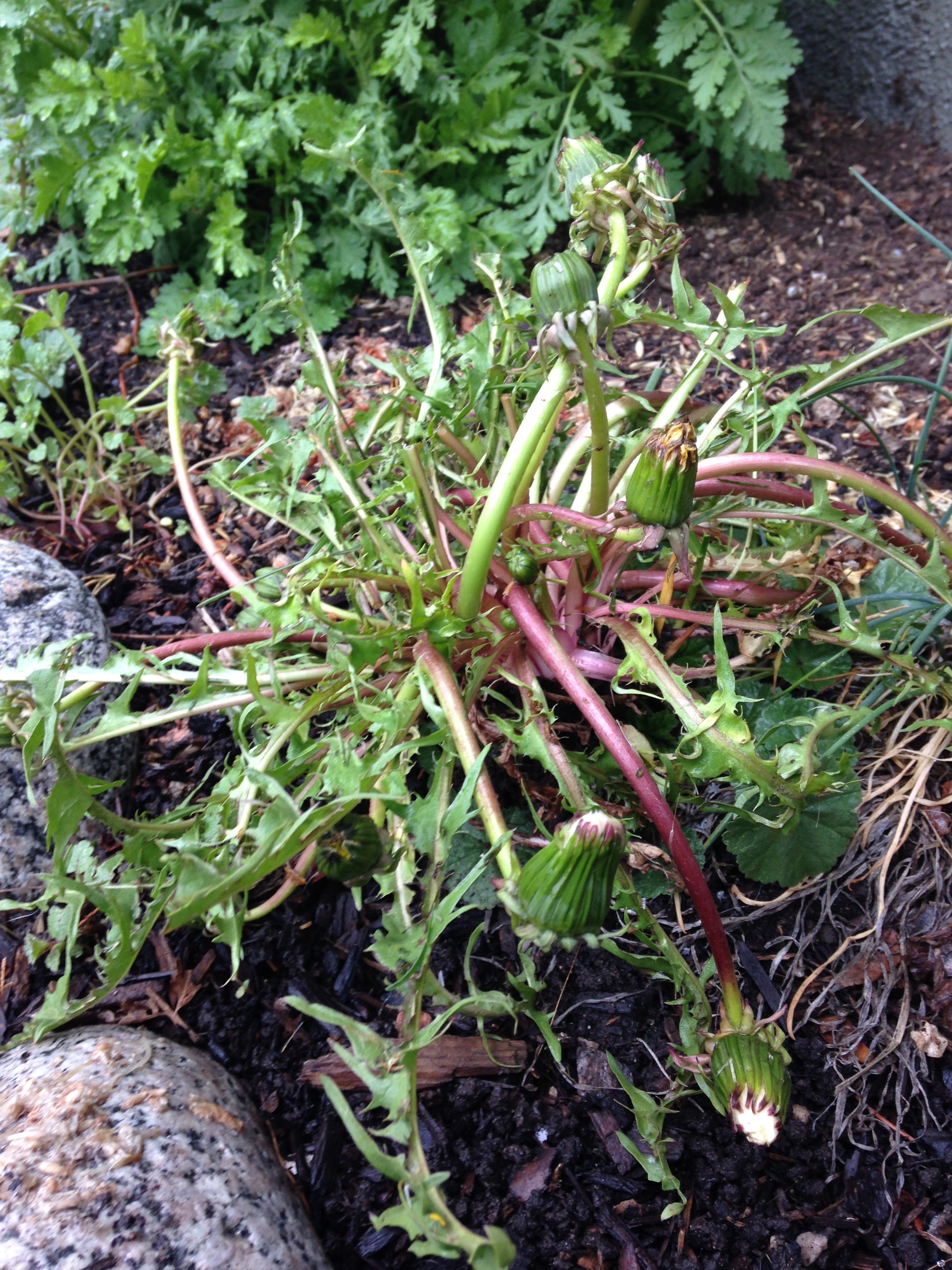 Colorado Weeds Dinner