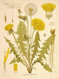 Herbal Craft Workshop