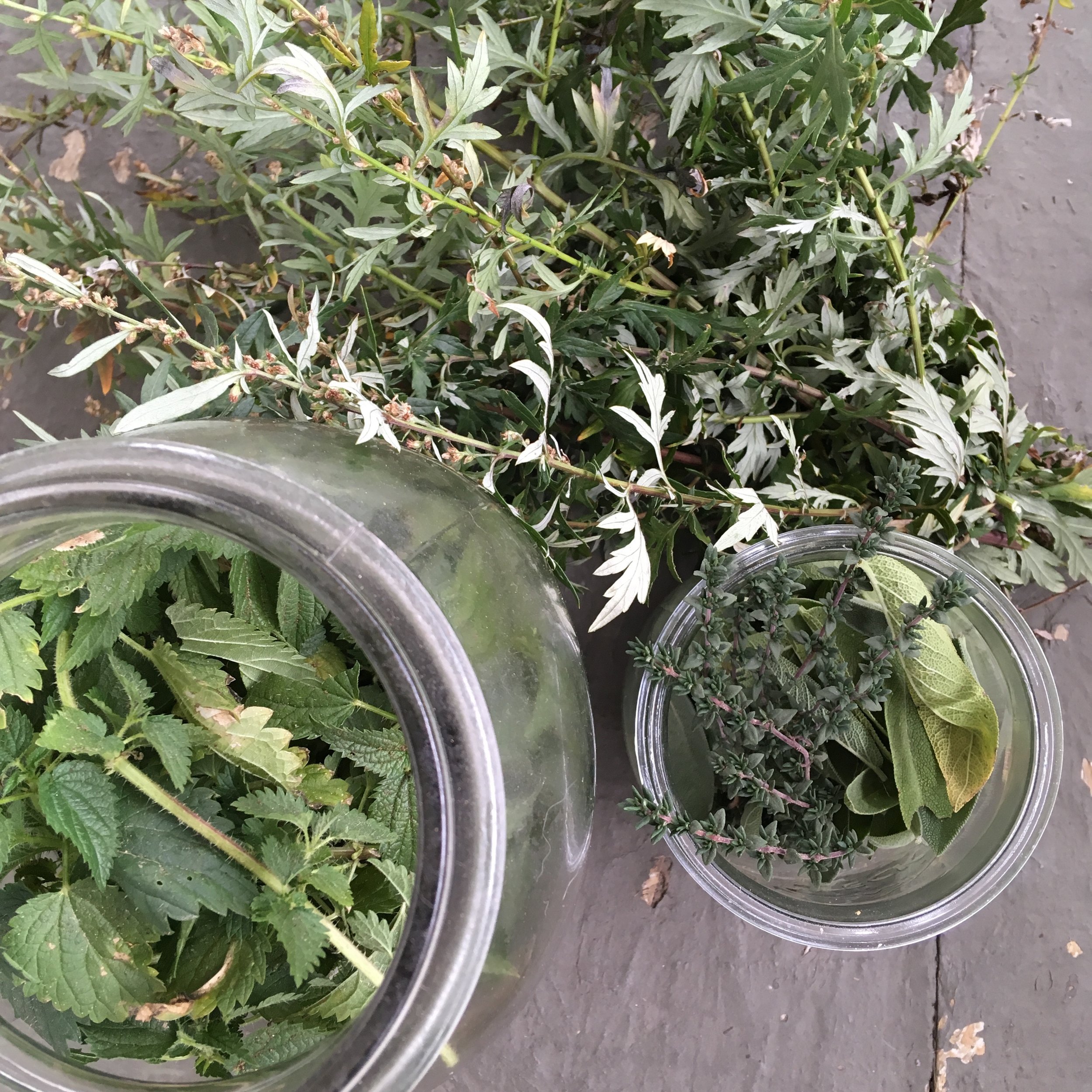 Materia Medica Herbal Workshop Series